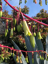 Image result for Beschorneria sp. (Biegel 5357)