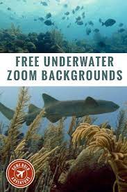 Free Underwater Zoom Backgrounds Underwater Background Underwater Video