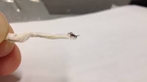 Bugs burney pest control company. Tick Population Increasing On The High Plains
