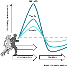 Exercise Dependent Regulation Of Nk Cells In Cancer Protection Trends In Molecular Medicine
