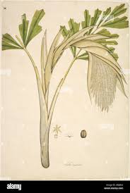 Image result for Caryota urens