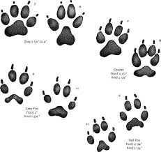 10 Best Photos Of Animal Paw Prints Chart Mn Identify