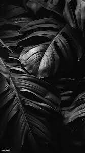 Black And White Plants Wallpaper Pin On Art Wallpaper