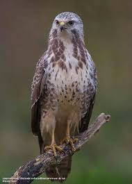 Hij heeft een bruinig verenkleed, maar bestaat in verschillende kleurvariëteiten. Buizerd Prachtige Vogels Buizerd Vogels