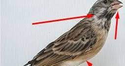 Cara membedakan ikan cupang plakat jantan dan betina juga bisa kita lakukan dengan memahami perbedaan berikut ini. Trik Ampuh Untuk Membedakan Jantan Betina Burung Blackthroat Kicau Mania