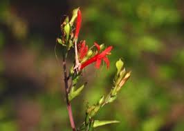 Image result for Justicia incana