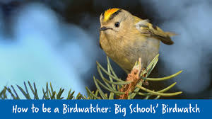 How To Be A Birdwatcher For Big Schools Birdwatch Learning Resources Uk Largest Bird Of Prey Bird Watching How To Attract Birds