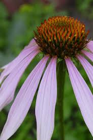 Echinacea Angustifolia Elegant Member Of The Daisy Family Indigenous To North America Roots Have The Low Water Landscaping Drought Resistant Plants Plants