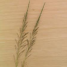 Image result for Sporobolus pyramidalis