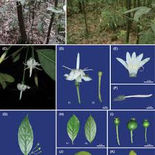 Image result for Kohautia confusa