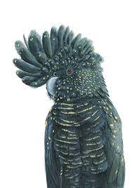 Andrew Howells Rhino Illustration Australian Native Animals Giraffe Illustration