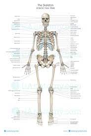 How to get anatomy human bones charts pdf online free? Human Skeleton Anatomy Chart Human Anatomy Poster Skeleton