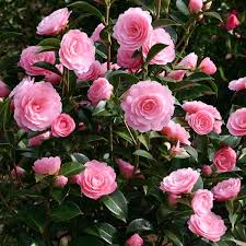 Award Winning Camellia X Williamsii E G Waterhouse Features Eye Catching Fushia Pink Flowers 4 In Wide 10 Cm Of Fo En 2020 Camelias Ideas De Jardineria Flores