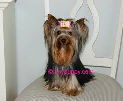 Yorkie Haircuts And Hairstyles Tinypuppy Yorkie hair styles | yorkie haircut examples. yorkie haircuts and hairstyles tinypuppy