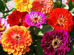 Zinnia Seeds California Giants Huge 6 Blooms Heirloom 2015 25 Seeds Zinnia Flowers Flower Seeds Zinnias