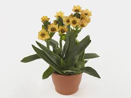 Image result for Ornithogalum pulchrum