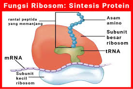 Organ sel yang padat dan kecil berdiameter 2o n, yang terdiri atas 65% rna ribosom (penyusun utama ribosom) dan 35% protein ribosom (rnp). Jawaban Fungsi Ribosom Struktur Dan Pengertian Ribosom