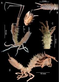 Image result for Osyridicarpos