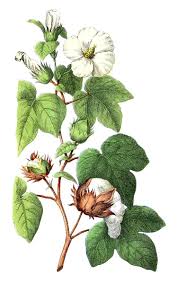 Image result for Gossypium