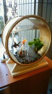 Setting Up A Natural Amazon Themed Aquarium 2 2020 Akvaryum Susleri Dekor Akvaryumlar
