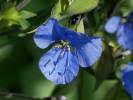 Image result for Commelina triangulispatha