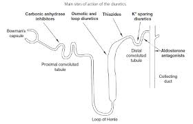 Image result for Loop Diuretic
