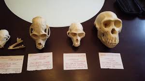 Meet The Living Primates – Explorations: An Open Invitation To Biological  Anthropology, 2Nd Edition