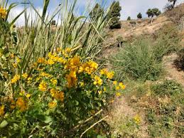 Image result for Sesbania keniensis