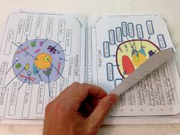 Plant and animal cell test answer key. Plant And Animal Cell Flip Book Interactive Science Notebook Science Cells Interactive Notebooks