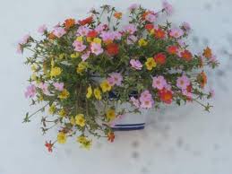 All in all, edible purslane is a very healthy plant to add to your diet. Verdolaga Purslane Healthiest Weeds You Will Ever Eat Spain Info