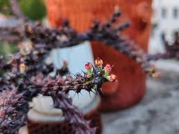 Image result for Euphorbia corniculata