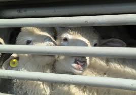 Some pet transport companies provide only ground transportation, whereas others are strictly air transporters. Eu Mulls Action To Prevent Cattle Suffering At Turkish Border