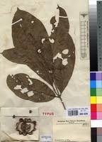 Image result for Rothmannia whitfieldii