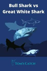 Hunting of a great white shark (carcharodon carcharias). Bull Shark Vs Great White Shark Tom S Catch Blog
