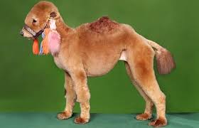 Camels are very specialized animals. Poodle Power Dogs Creatively Groomed To Look Like Pandas And Camels