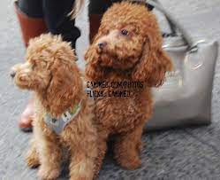 Apricot Toy Poodle And Red Miniature Poodle Poodle Puppy Miniature Poodle Toy Poodle