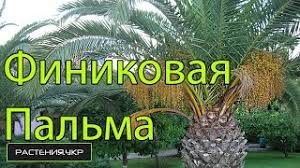 Необходимо лишь соблюдать некоторые нюансы выращивания. Finikovaya Palma Vyrashivanie Iz Kostochki Uhod V Domashnih Usloviyah