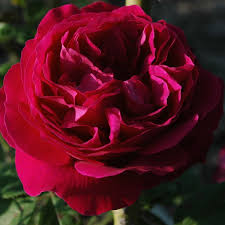 The rainbow rose is a rose that has had its petals artificially colored. General Jacqueminot Rose Rot Ca 120cm Rousselet 1853 Rosa General Jacqueminot Online Bestellen