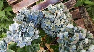 There are, however, some points to consider: Dying Hydrangea Gardening Landscaping Stack Exchange