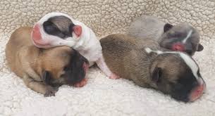 It loves companionship and bonds with animals and families. Nola Max S French Bulldog Puppies Arrived