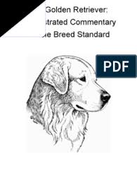 Stock up on puppy supplies. The Golden Retriever Golden Retriever Horse Gait