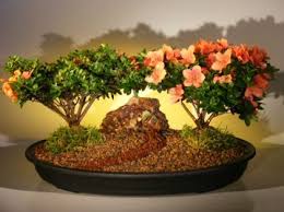 Bonsai tonight is the website of bonsai teacher and writer jonas dupuich. Flowering Azalea Bonsai Tree Double Satzuki Chinzan