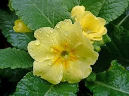 Or unique like an iris? Beautiful Meaning And Symbolism Of Primrose Flower And Color Florgeous