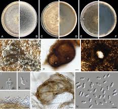 Image result for Heteromorpha sp. agg.