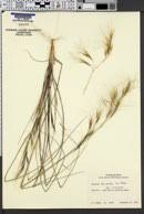 Image result for Aristida denudata