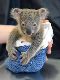 Baby Koala Won T Leave Mom S Side During Surgery See The Heartwarming Photos Cute Baby Animals Cute Animals Super Cute Animals