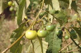 Image result for Solanum campylacanthum 'panduriforme type'
