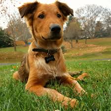 We did not find results for: Meet Benji He S A Golden Retriever Australian Shepherd Mix We Drove 2 Hours To Get Him From A Shelter Imgur