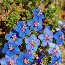 Image result for Anagallis pumila