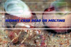 Only by doing so you will avoid mistakes so your hermit crabs can thrive in their crabitats. Is Hermit Crab Dead Or Molting Shrimp And Snail Breeder